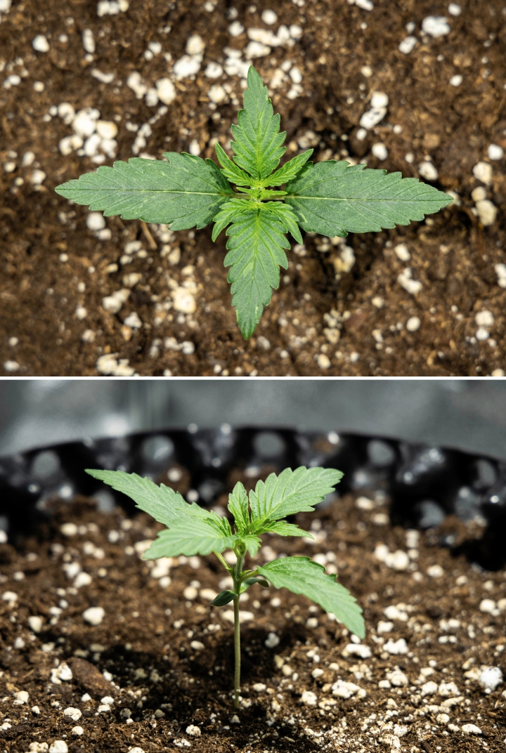Hyperion F1 kannabiszpalánta a grow report 1. hetében, korai vegetatív növekedéssel, egészséges zöld levelekkel, erős szárfejlődéssel és perlittel dúsított talajjal.