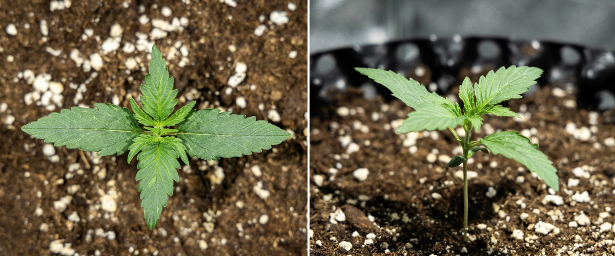Hyperion F1 kannabiszpalánta a grow report 1. hetében, korai vegetatív növekedéssel, egészséges zöld levelekkel, erős szárfejlődéssel és perlittel dúsított talajjal.