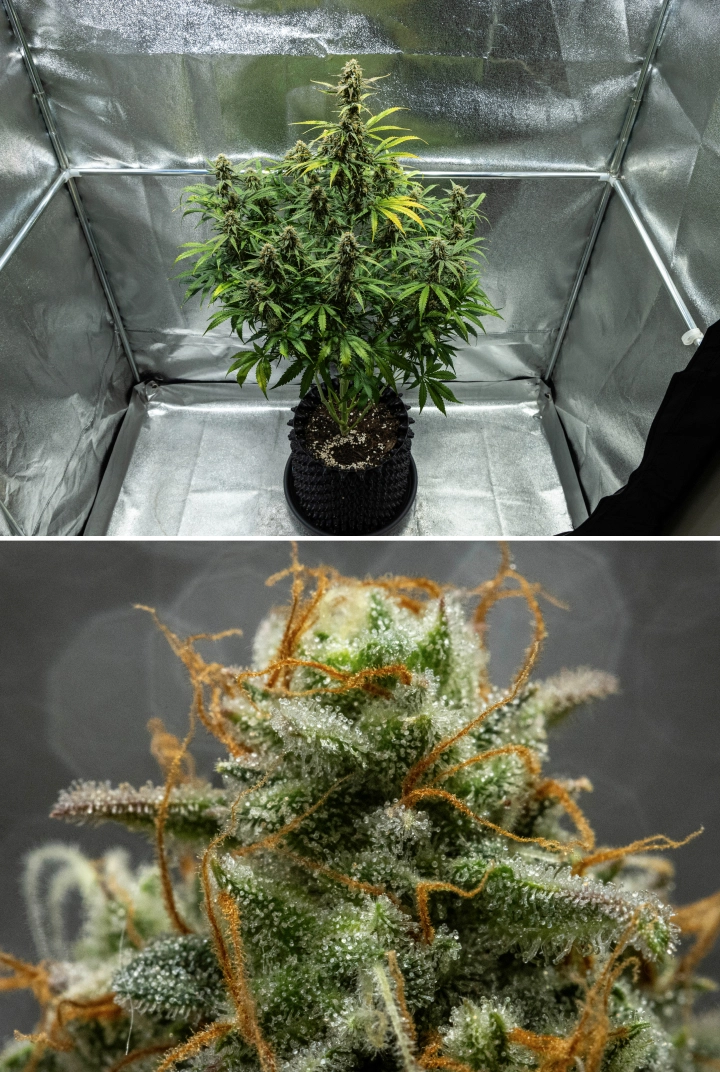 Hyperion F1 kannabisznövény a grow report 10. hetében, szüretre kész gyantás virágokkal, fagyos trichomaborítással, narancssárga bibékkel, fakuló levelekkel és végső éréssel egy termesztősátorban.