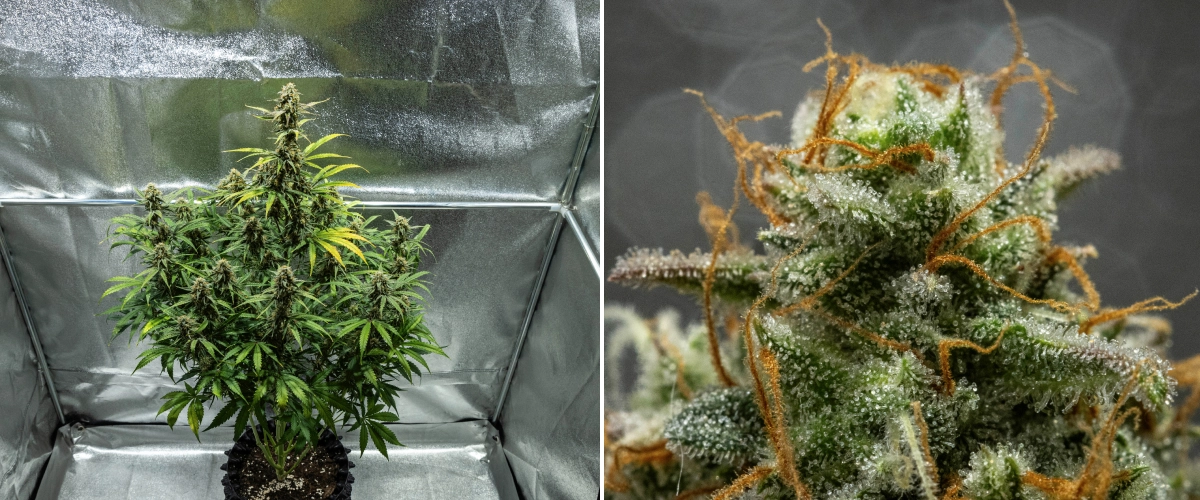 Hyperion F1 kannabisznövény a grow report 10. hetében, szüretre kész gyantás virágokkal, fagyos trichomaborítással, narancssárga bibékkel, fakuló levelekkel és végső éréssel egy termesztősátorban.