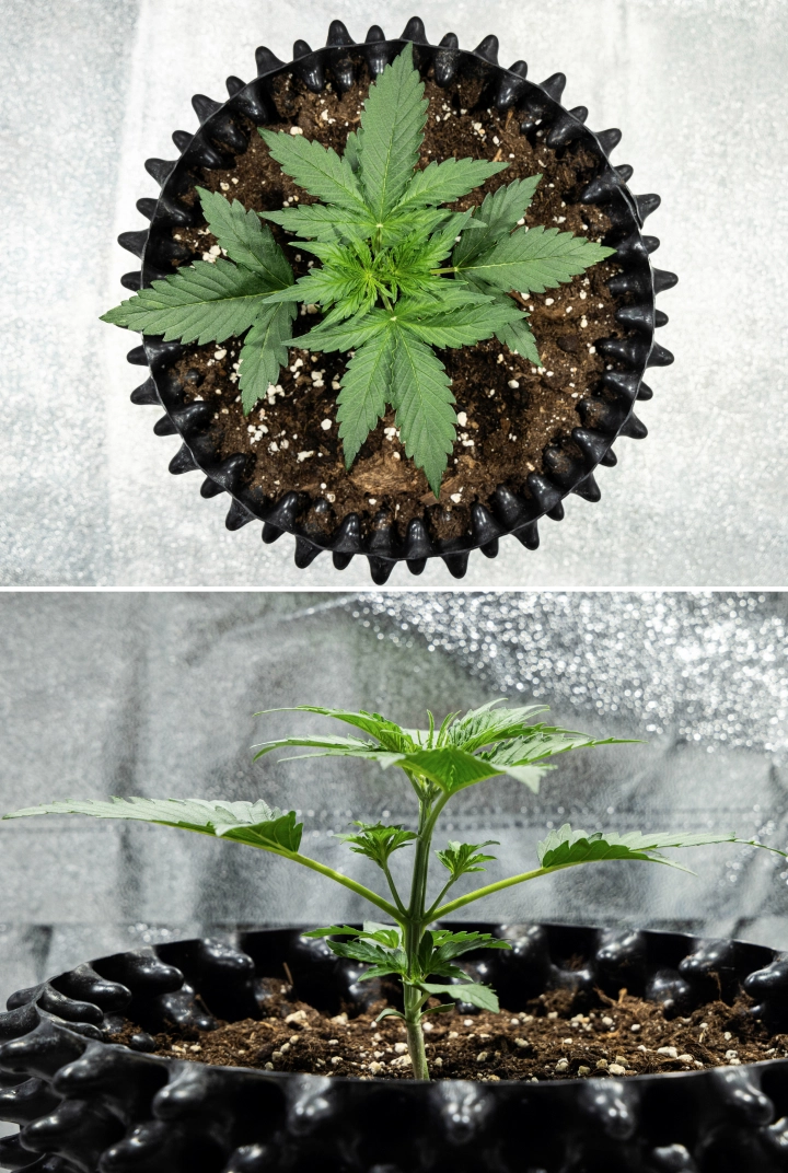 Hyperion F1 kannabisznövény a grow report 2. hetében, gyors vegetatív növekedéssel, egészséges zöld lombozattal, fejlődő ágakkal, erős szárszerkezettel és fekete air pot cseréppel.