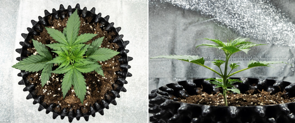 Hyperion F1 kannabisznövény a grow report 2. hetében, gyors vegetatív növekedéssel, egészséges zöld lombozattal, fejlődő ágakkal, erős szárszerkezettel és fekete air pot cseréppel.