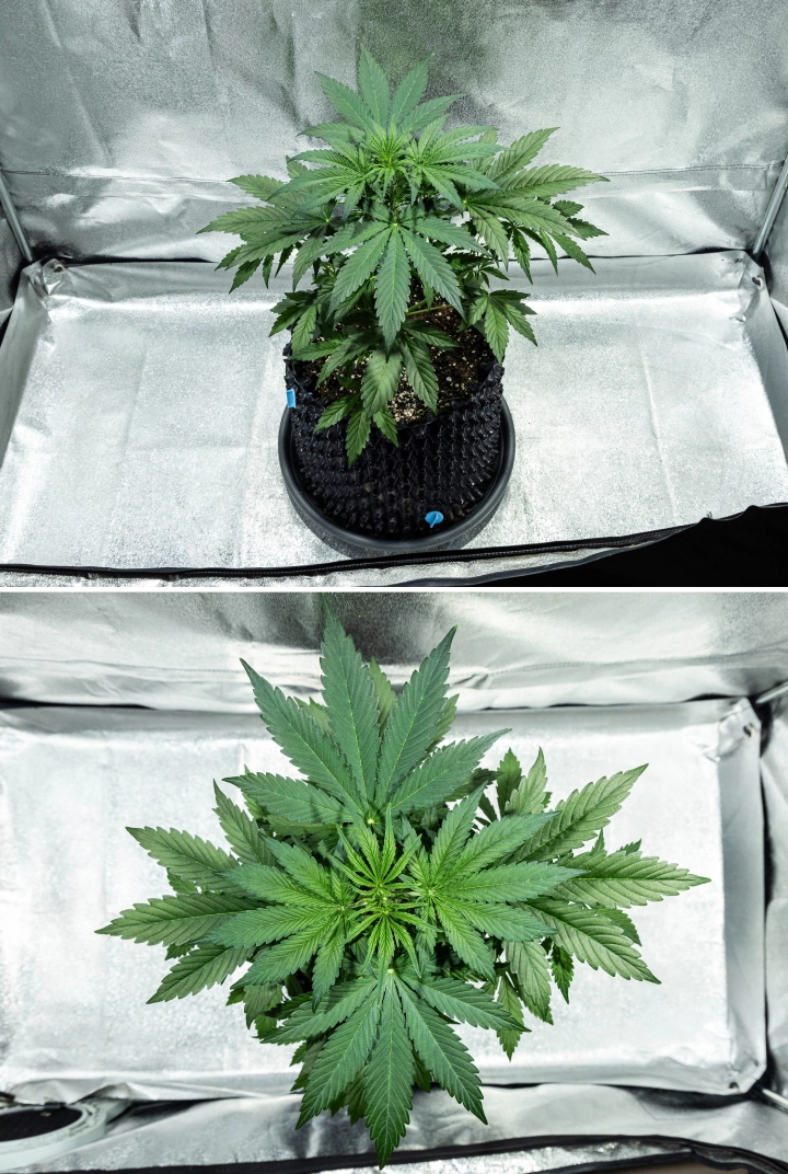 Hyperion F1 kannabisznövény a grow report 3. hetében, erőteljes vegetatív növekedéssel, sűrű zöld lombozattal, erős elágazással, széles legyezőlevelekkel és egészséges lombkoronával egy termesztősátorban.