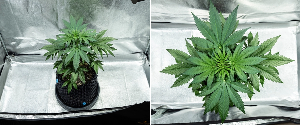 Hyperion F1 kannabisznövény a grow report 3. hetében, erőteljes vegetatív növekedéssel, sűrű zöld lombozattal, erős elágazással, széles legyezőlevelekkel és egészséges lombkoronával egy termesztősátorban.