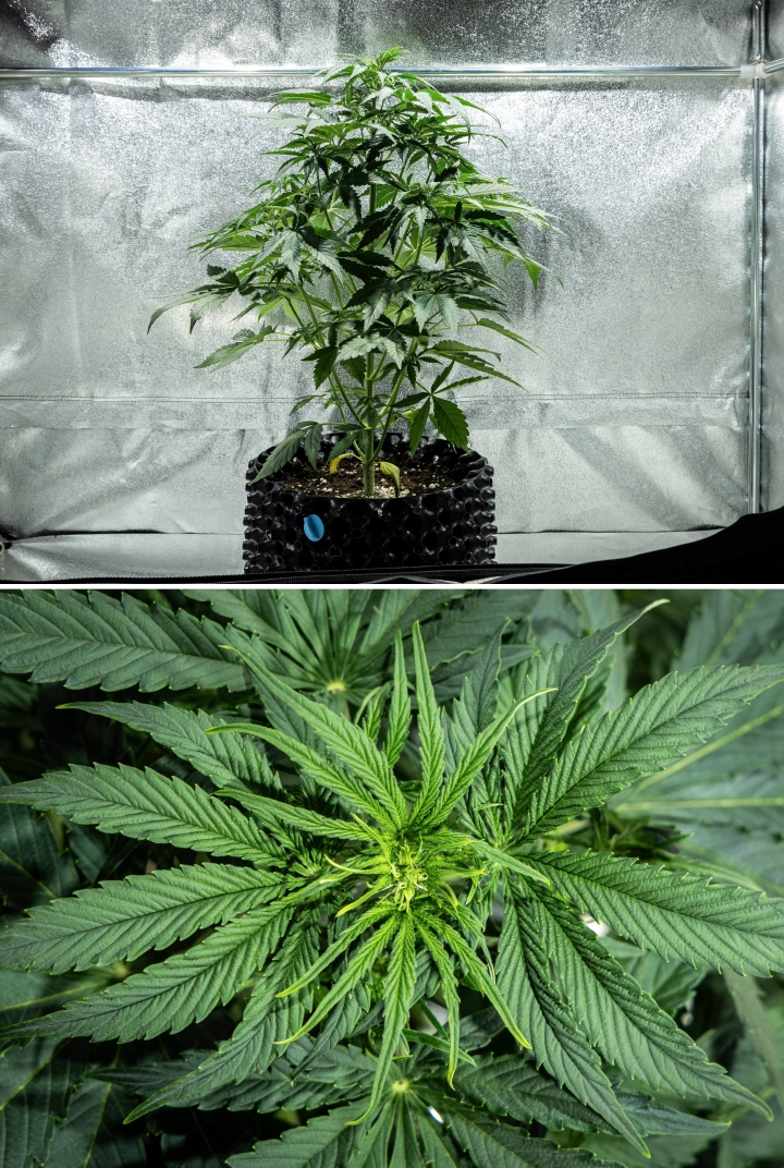 Hyperion F1 kannabisznövény a grow report 4. hetében, korai virágzási növekedéssel, erős függőleges nyúlással, egészséges zöld lombozattal, fejlődő virágzási pontokkal és erőteljes szerkezettel egy termesztősátorban.
