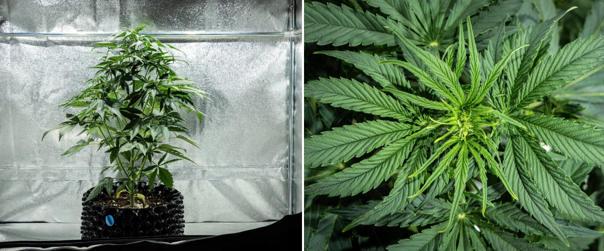 Hyperion F1 kannabisznövény a grow report 4. hetében, korai virágzási növekedéssel, erős függőleges nyúlással, egészséges zöld lombozattal, fejlődő virágzási pontokkal és erőteljes szerkezettel egy termesztősátorban.