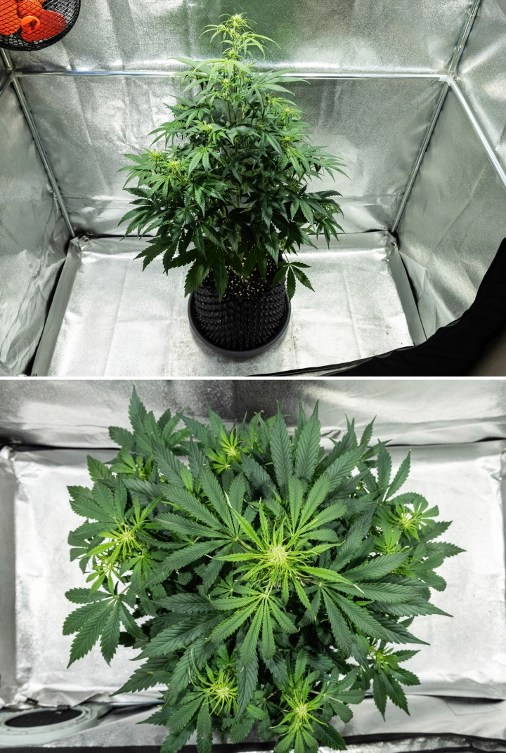 Hyperion F1 kannabisznövény a grow report 5. hetében, erős virágzási nyúlással, sűrű zöld lombozattal, több fejlődő virágzási ponttal, erőteljes elágazással és teljes lombkoronával egy termesztősátorban.