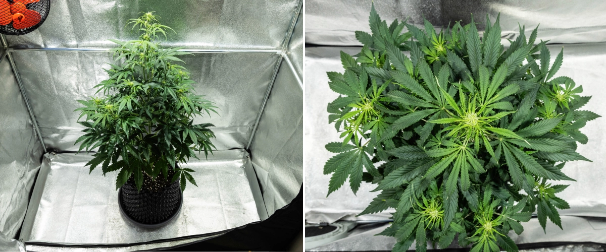 Hyperion F1 kannabisznövény a grow report 5. hetében, erős virágzási nyúlással, sűrű zöld lombozattal, több fejlődő virágzási ponttal, erőteljes elágazással és teljes lombkoronával egy termesztősátorban.
