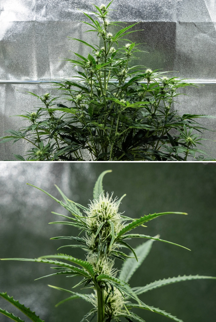 Hyperion F1 kannabisznövény a grow report 6. hetében, magas virágzási növekedéssel, gyantás virágok fejlődésével, friss fehér bibékkel, erős elágazással és egészséges zöld lombozattal egy termesztősátorban.
