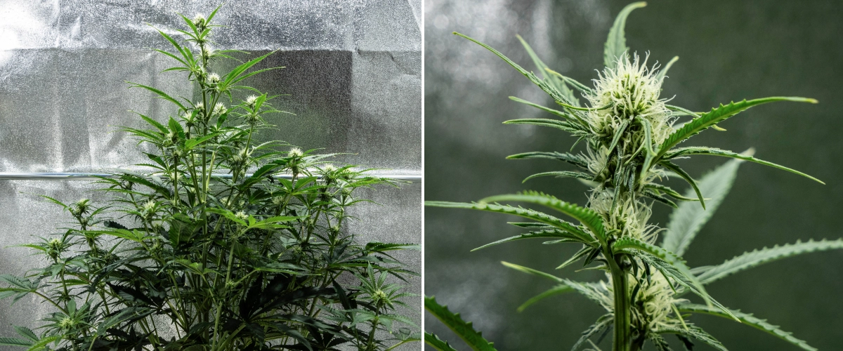 Hyperion F1 kannabisznövény a grow report 6. hetében, magas virágzási növekedéssel, gyantás virágok fejlődésével, friss fehér bibékkel, erős elágazással és egészséges zöld lombozattal egy termesztősátorban.