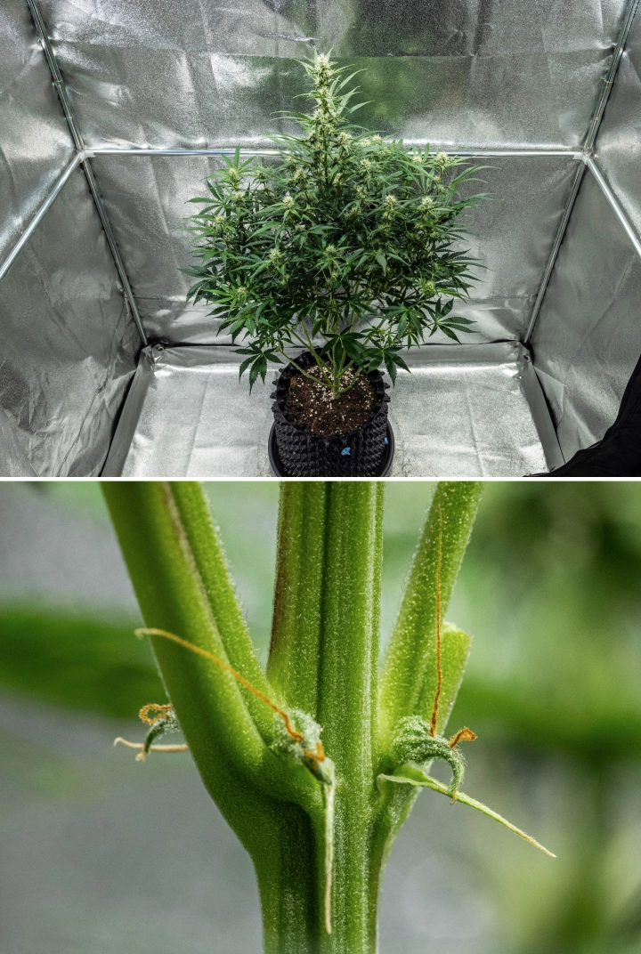 Hyperion F1 kannabisznövény a grow report 7. hetében, magas virágzási növekedéssel, fejlődő gyantás virágokkal, korai narancssárga bibékkel, erős szárakkal és látható CalMag-hiány tünetekkel egy termesztősátorban.