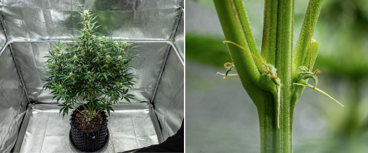 Hyperion F1 kannabisznövény a grow report 7. hetében, magas virágzási növekedéssel, fejlődő gyantás virágokkal, korai narancssárga bibékkel, erős szárakkal és látható CalMag-hiány tünetekkel egy termesztősátorban.
