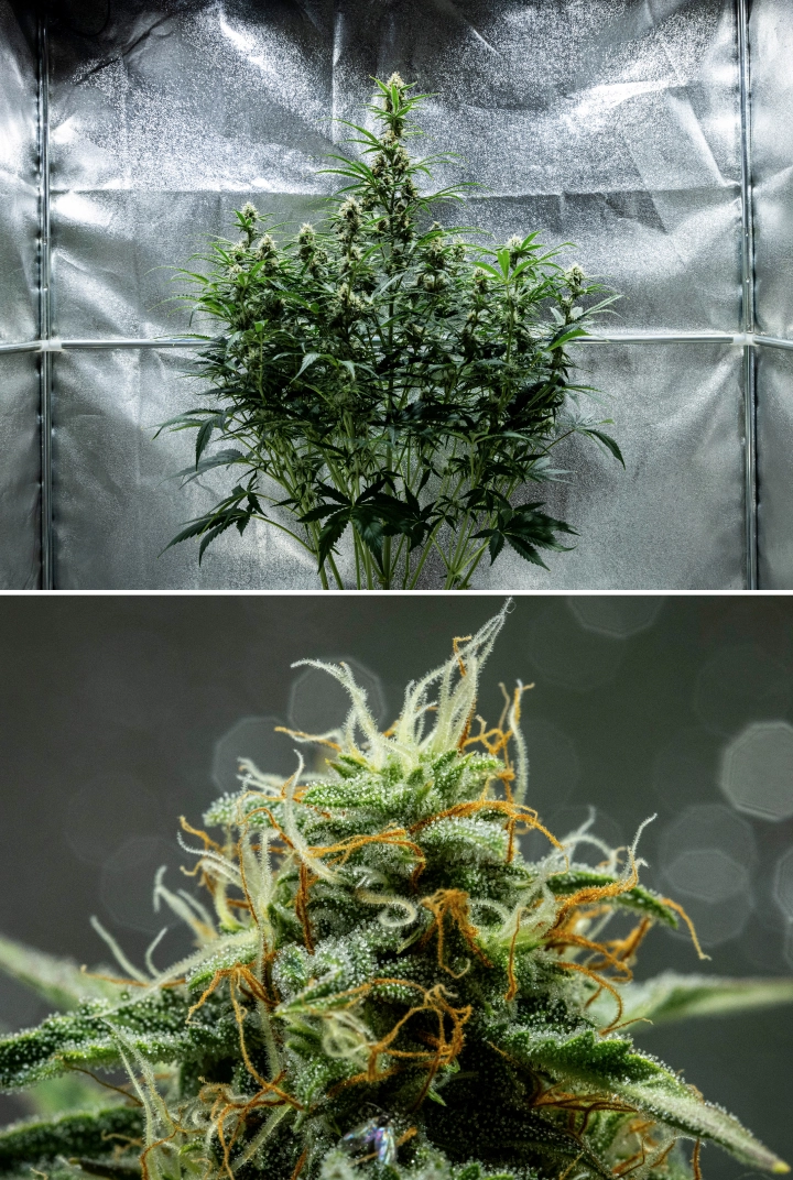 Hyperion F1 kannabisznövény a grow report 8. hetében, ragadós gyantás virágokkal, fagyos trichomaborítással, narancssárga és fehér bibékkel, magas virágzó colákkal és késői virágzási fejlődéssel egy termesztősátorban.