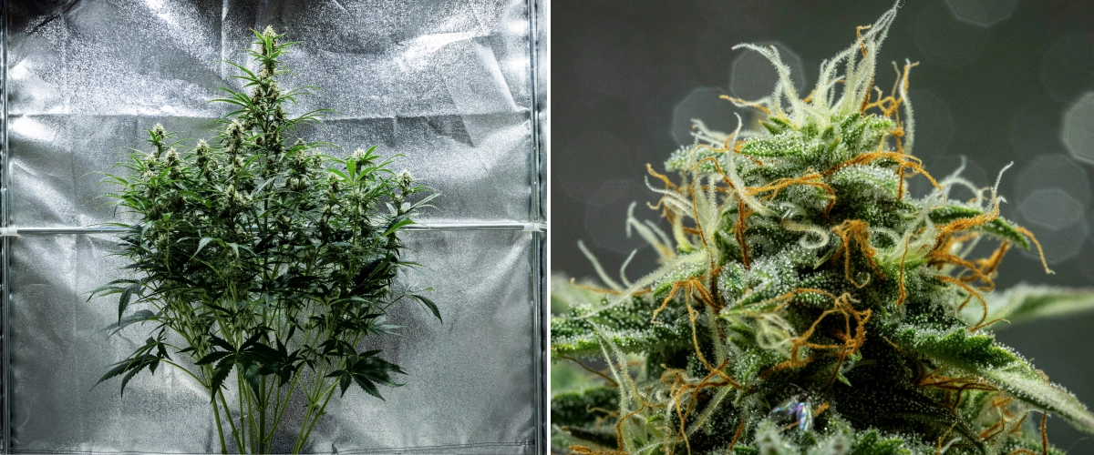 Hyperion F1 kannabisznövény a grow report 8. hetében, ragadós gyantás virágokkal, fagyos trichomaborítással, narancssárga és fehér bibékkel, magas virágzó colákkal és késői virágzási fejlődéssel egy termesztősátorban.