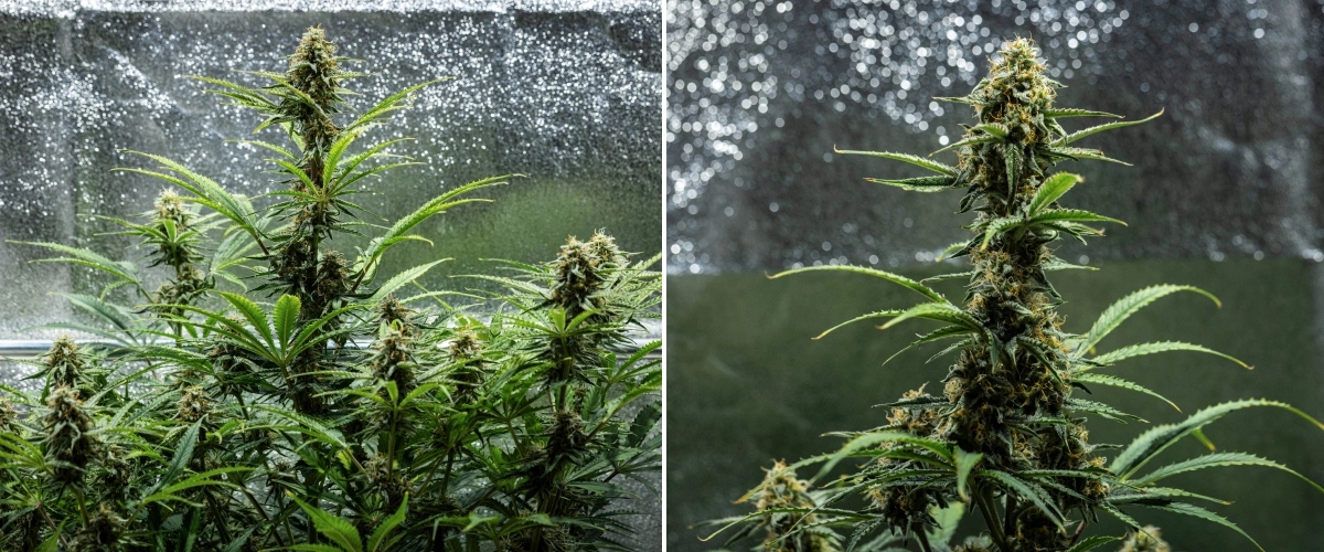 Hyperion F1 kannabisznövény a grow report 9. hetében, érett virágzó colákkal, gyantás virágokkal, narancssárga bibékkel, fakuló levelekkel és végső éréssel egy termesztősátorban.