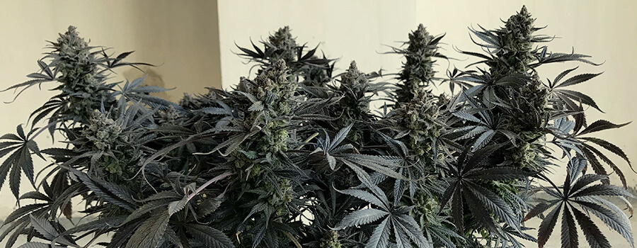 Royal Highness By Royal Queen Seeds Royal Highness By Royal Queen Seeds