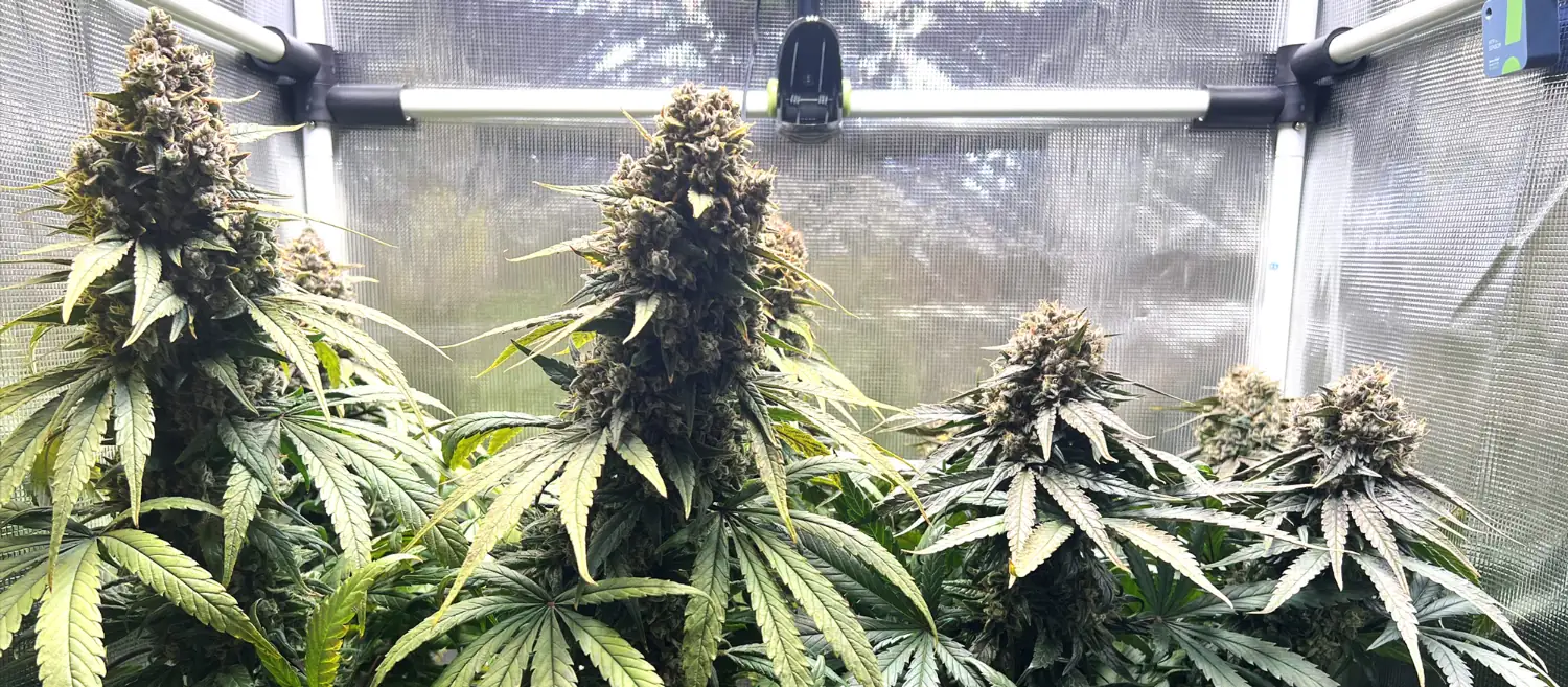 Medical Mass