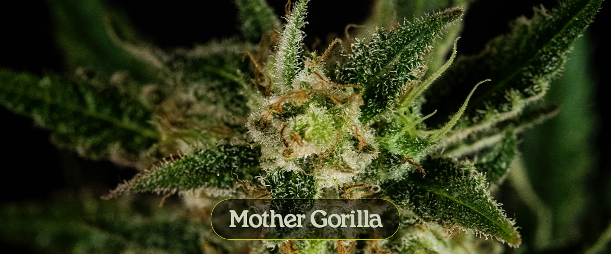 Mother Gorilla Mother Gorilla