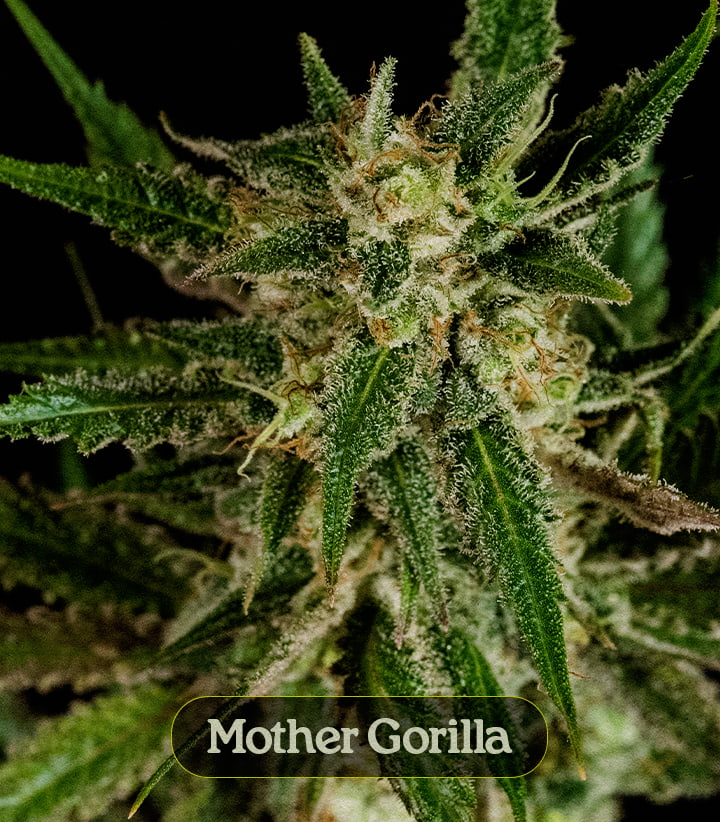 Mother Gorilla Mother Gorilla