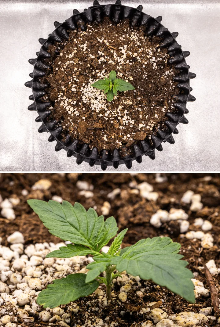 NYC Sour Diesel Auto kannabisznövény a vegetatív növekedés 1. hetében, kompakt, egészséges levelekkel, korai elágazással és lassú, de stabil fejlődéssel LED-fény alatt