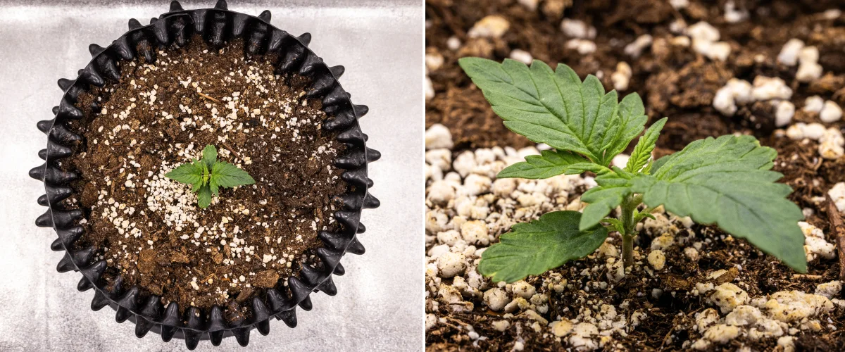 NYC Sour Diesel Auto kannabisznövény a vegetatív növekedés 1. hetében, kompakt, egészséges levelekkel, korai elágazással és lassú, de stabil fejlődéssel LED-fény alatt