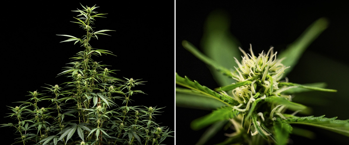 NYC Sour Diesel Auto kannabisznövény a virágzás 5. hetében, körülbelül 120 cm magasan, folyamatos megnyúlással, a teljes lombkoronán terjedő virághelyekkel és egyenletes virágképződéssel a termesztősátoron kívül