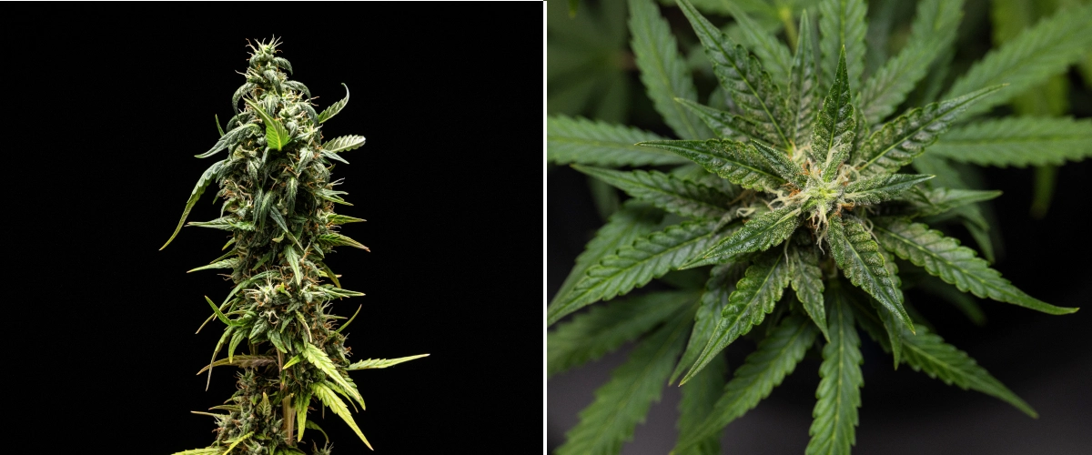 NYC Sour Diesel Auto kannabisznövény a virágzás 8. hetében, tejszerű trichómákkal, kompakt aromás virágokkal, erős gyantatermeléssel és egy kissé kevésbé érett felső colával a betakarítás közelében