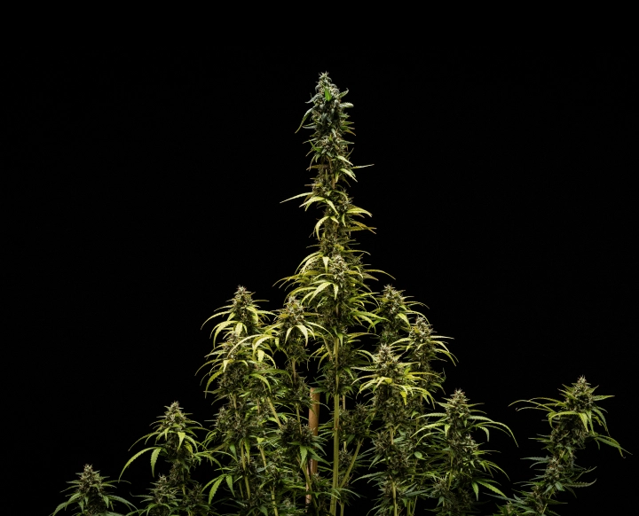 NYC Sour Diesel Auto végső eredményei