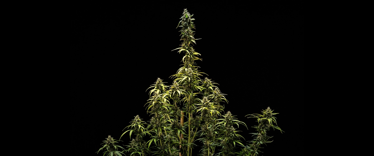 NYC Sour Diesel Auto végső eredményei