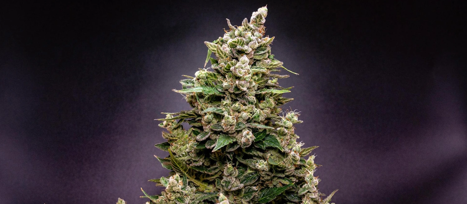NYC Sour Diesel