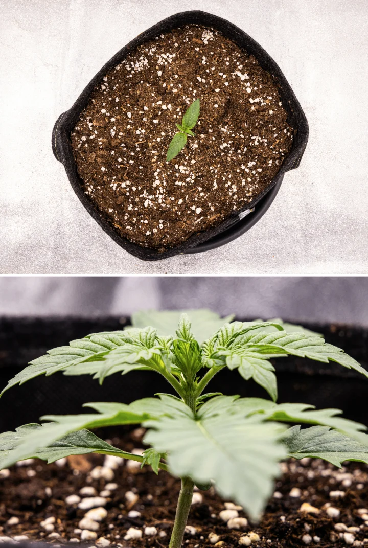Pink Mist Auto termesztési beszámoló, 1. hét: palántaszakasz Pink Mist Auto kannabiszpalánta az első héten, a földdel töltött textilcserépben zajló kezdeti növekedéssel és az első valódi levelek fejlődésével.