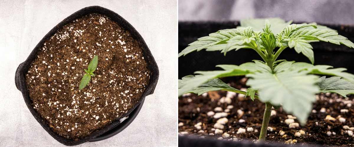 Pink Mist Auto termesztési beszámoló, 1. hét: palántaszakasz Pink Mist Auto kannabiszpalánta az első héten, a földdel töltött textilcserépben zajló kezdeti növekedéssel és az első valódi levelek fejlődésével.