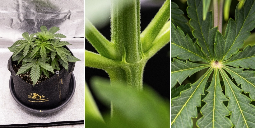 Pink Mist Auto termesztési beszámoló, 2–4. hét: vegetatív növekedés Pink Mist Auto kannabisznövény a vegetatív növekedés 2–4. hetében, egészséges zöld lombozattal, fejlődő ágakkal és a virágzás első jeleivel.