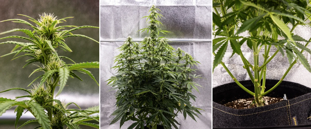 Pink Mist Auto kannabisznövény a virágzás 5–7. hetében, fejlődő virágokkal és fehér bibeszálakkal, erőteljes magassági növekedéssel és az alsó ágak metszésével.