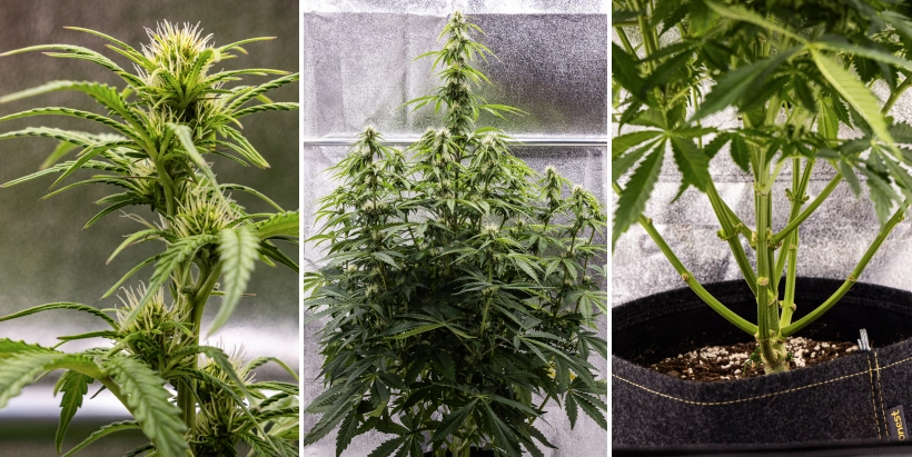 Pink Mist Auto termesztési beszámoló, 5–7. hét: virágzási szakasz Pink Mist Auto kannabisznövény a virágzás 5–7. hetében, fejlődő virágokkal és fehér bibeszálakkal, erőteljes magassági növekedéssel és az alsó ágak metszésével.
