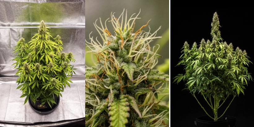 Pink Mist Auto termesztési beszámoló, 8–11. hét: a virágzás vége és betakarítás Pink Mist Auto kannabisznövény a virágzás 8–11. hetében, sűrű, trichómákkal borított virágokkal, narancssárga bibeszálakkal, sárguló levelekkel és betakarításra kész, érett virágokkal.