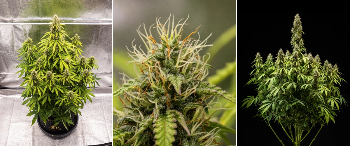 Pink Mist Auto termesztési beszámoló, 8–11. hét: a virágzás vége és betakarítás Pink Mist Auto kannabisznövény a virágzás 8–11. hetében, sűrű, trichómákkal borított virágokkal, narancssárga bibeszálakkal, sárguló levelekkel és betakarításra kész, érett virágokkal.