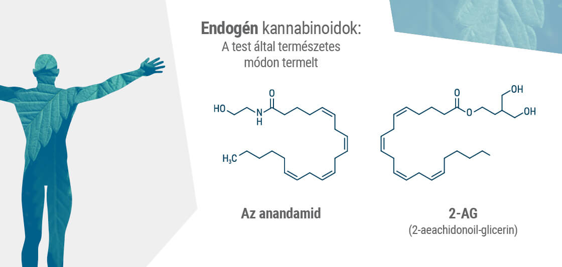 A két elsődleges endokannabinoid a testben az  anandamid és a 2-AG.