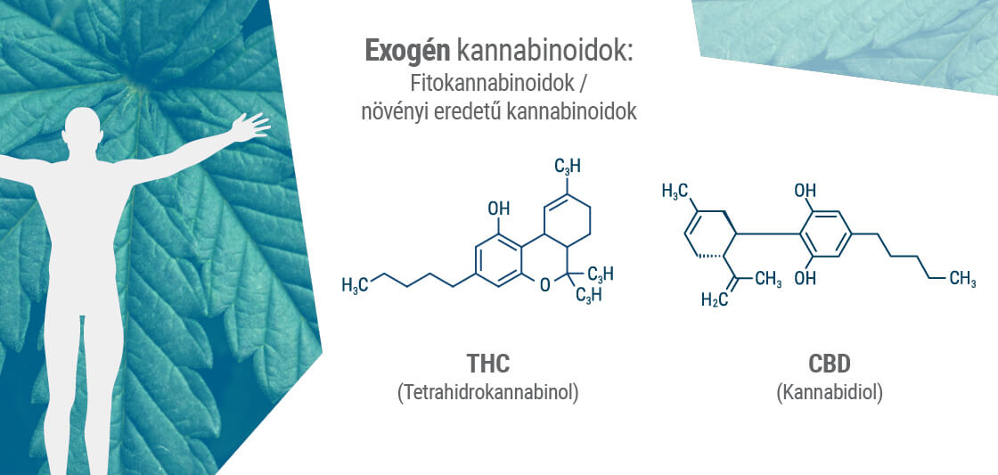 Fytokannabinoidit ovat usein molekyylirakenteeltaan endokannabinoidien kaltaisia