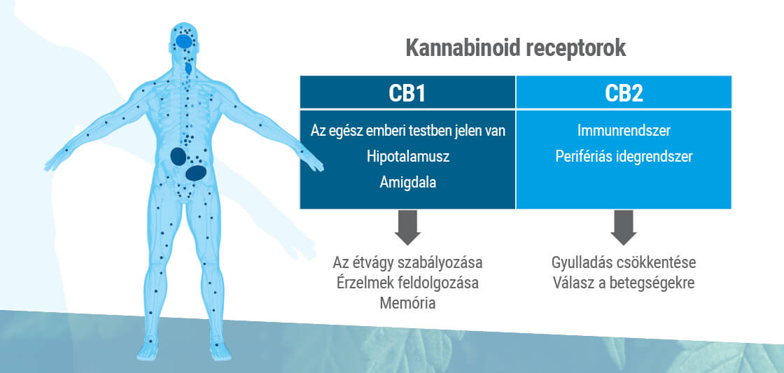 Az endokannabinoid rendszer két fő receptortípust tartalmaz: a CB1-t és a CB2-t.