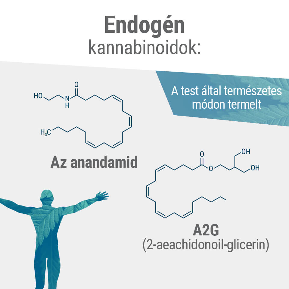 A két elsődleges endokannabinoid a testben az  anandamid és a 2-AG.