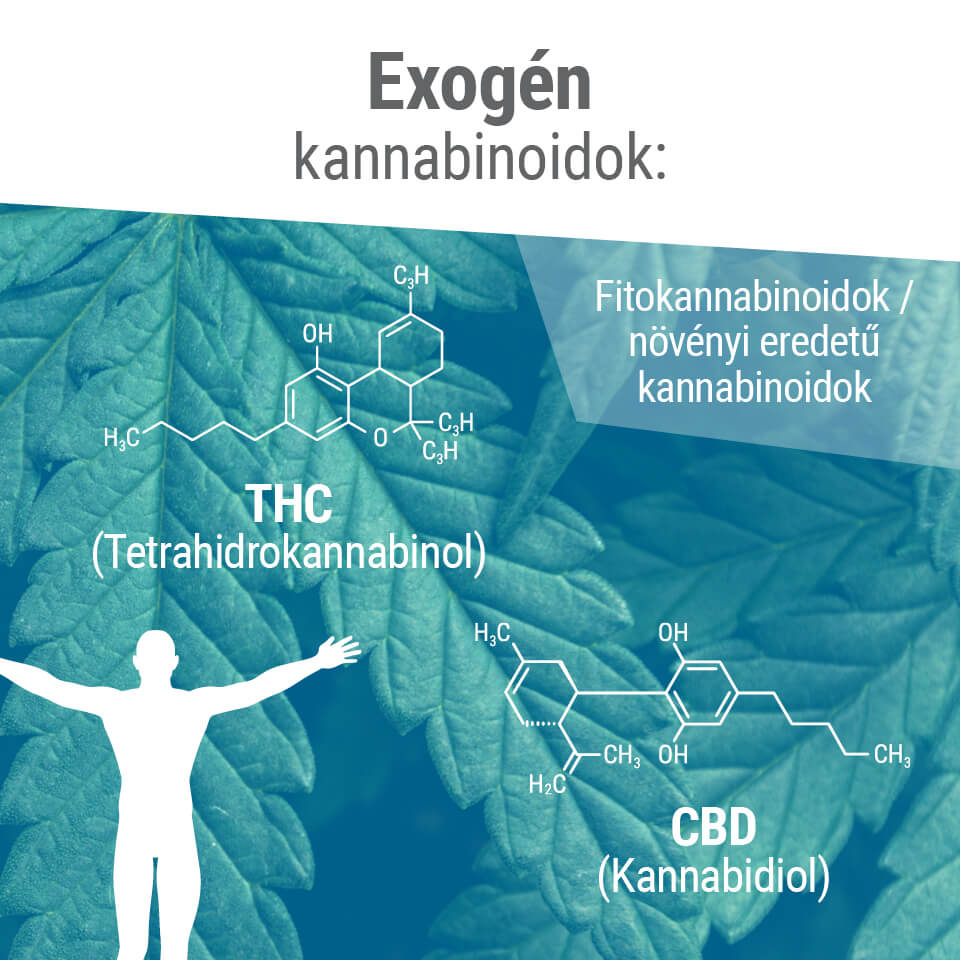 Fytokannabinoidit ovat usein molekyylirakenteeltaan endokannabinoidien kaltaisia