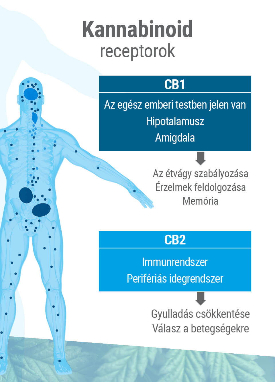 Az endokannabinoid rendszer két fő receptortípust tartalmaz: a CB1-t és a CB2-t.