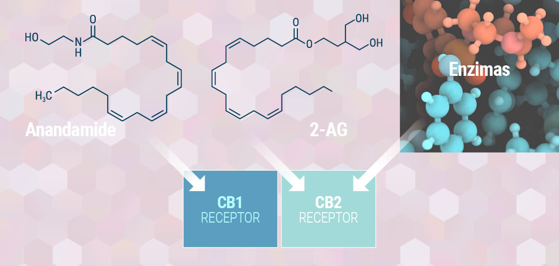 A Saját, Endocannabinoid-rendszered Megértése