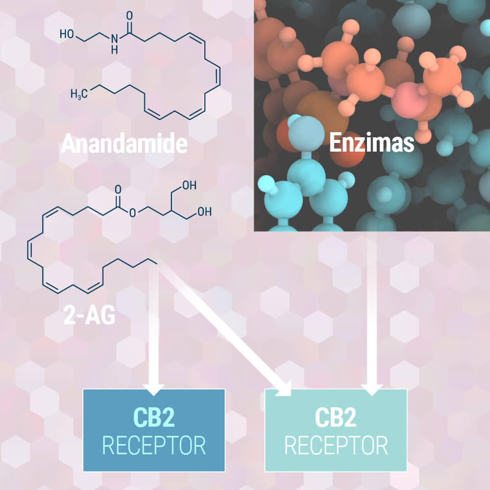 A Saját, Endocannabinoid-rendszered Megértése