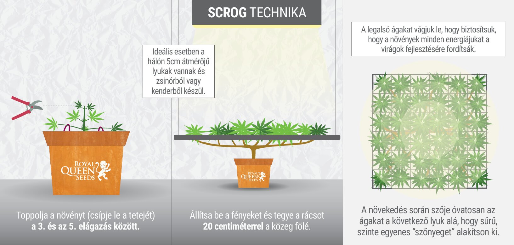 MI AZ A SCROG TECHNIKA?