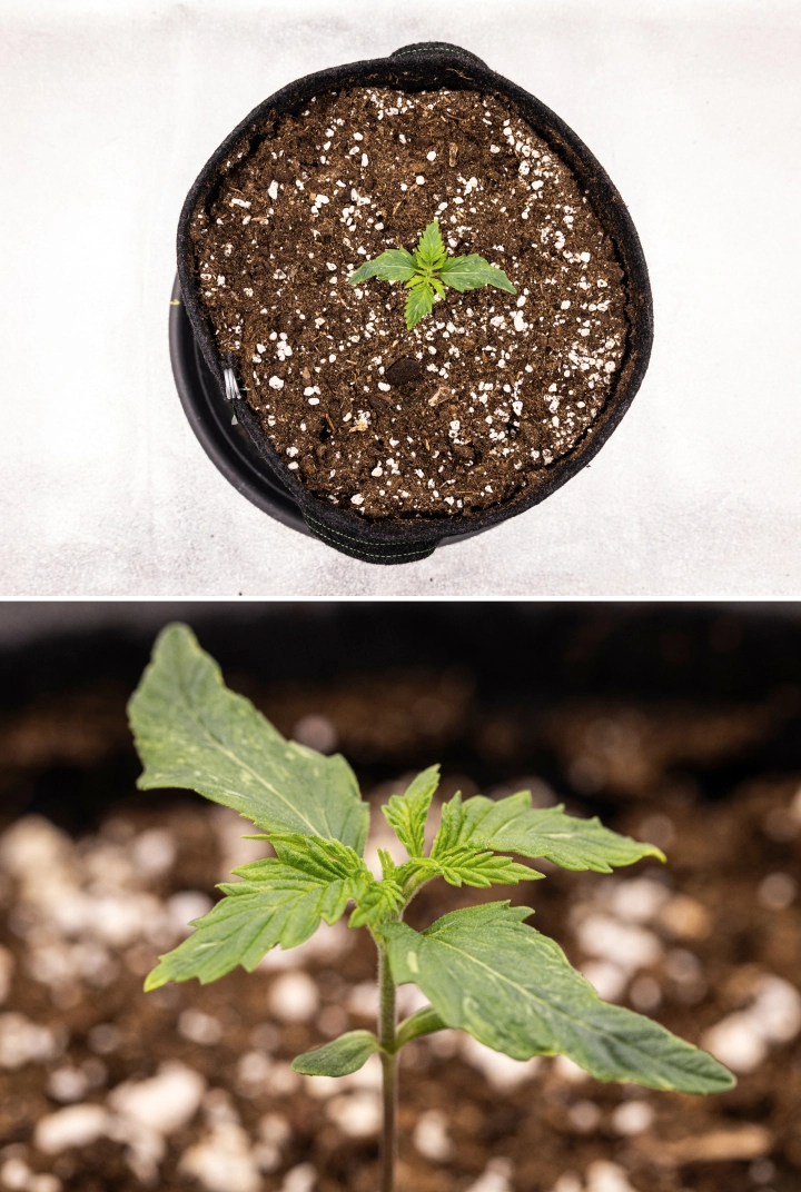 Royal Creamatic termesztési beszámoló: 1. hét, palántanövekedés Royal Creamatic kannabiszpalánta az 1. héten, korai növekedéssel, zöld levelekkel, enyhe levéldeformációval és perlittel dúsított talajjal.