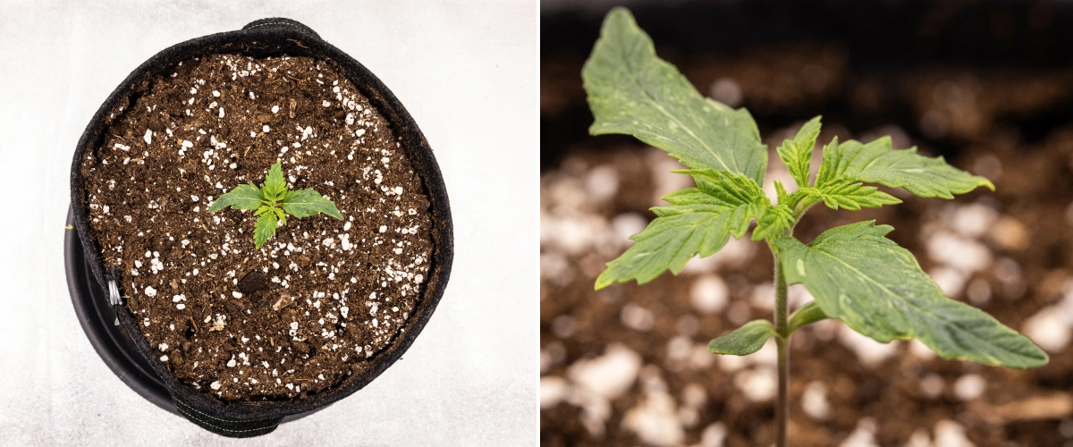 Royal Creamatic termesztési beszámoló: 1. hét, palántanövekedés Royal Creamatic kannabiszpalánta az 1. héten, korai növekedéssel, zöld levelekkel, enyhe levéldeformációval és perlittel dúsított talajjal.