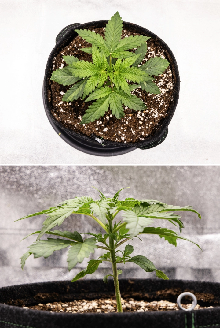 Royal Creamatic termesztési beszámoló: 2. hét, vegetatív növekedés Royal Creamatic kannabisznövény a 2. héten, kompakt vegetatív növekedéssel, egészséges zöld levelekkel, rövid ízközökkel és perlittel dúsított talajjal.