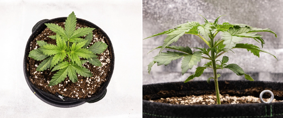 Royal Creamatic termesztési beszámoló: 2. hét, vegetatív növekedés Royal Creamatic kannabisznövény a 2. héten, kompakt vegetatív növekedéssel, egészséges zöld levelekkel, rövid ízközökkel és perlittel dúsított talajjal.